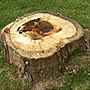 Add a Stump Removal Business